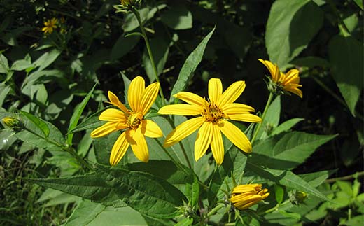 キクイモ健康酒 生キクイモ搾り液発酵酒 酒 アルコール 健康食品 食品 F21K-436