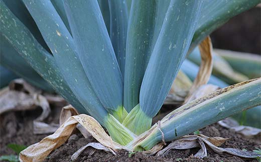 伝統農法の下仁田葱（Ｍ 15本） とろける 甘い ねぎ ネギ 王様ねぎ 特産 栄養たっぷり ブランド 上州ねぎ すきやき F21K-571