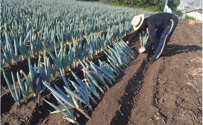 下仁田葱の会の下仁田葱（Lサイズ）とろける 甘い ネギ 王様 ねぎ 殿様ねぎ 特産 栄養たっぷり ブランド 上州ねぎ すきやき F21K-588