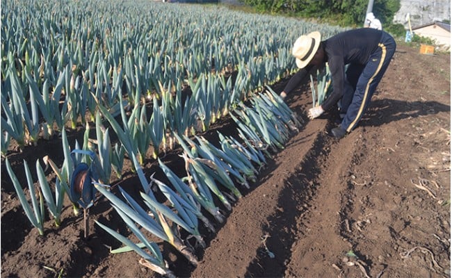 下仁田葱の会の下仁田葱（3Lサイズ 10本） とろける 甘い ねぎ ネギ 王様ねぎ 特産 栄養たっぷり ブランド 上州ねぎ すきやき F21K-590