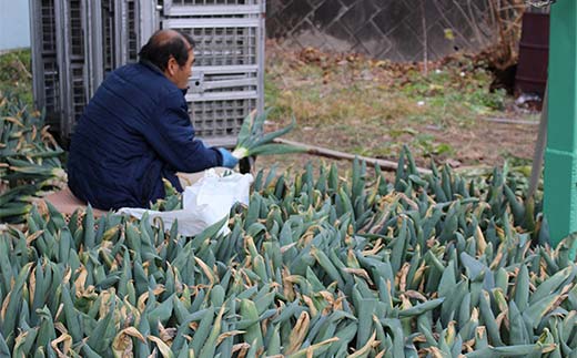 厳選！下仁田葱（Mサイズ 15本） とろける 甘い ねぎ ネギ 王様ねぎ 特産 栄養たっぷり ブランド 上州ねぎ すきやき F21K-592