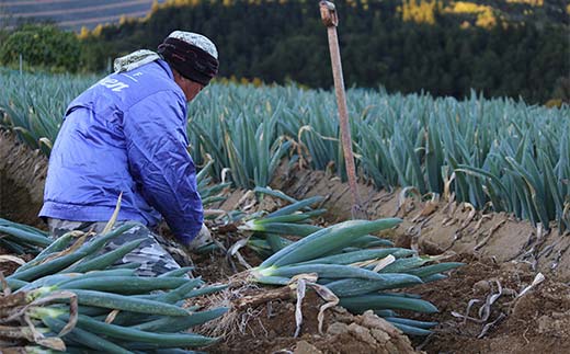 別名“殿様ねぎ” 大澤農園の下仁田葱（M 20本） とろける 甘い ねぎ ネギ 王様ねぎ 殿様ねぎ 特産 栄養たっぷり ブランド 上州ねぎ すきやき F21K-599