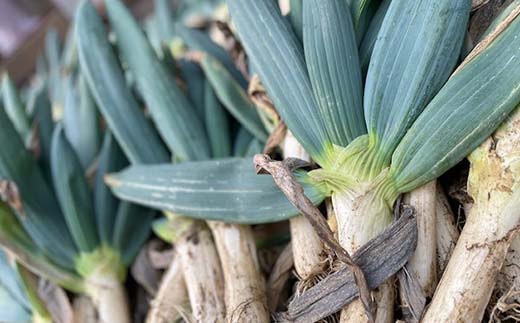 甘さが自慢の下仁田葱（Lサイズ 15本） とろける 甘い ねぎ ネギ 王様ねぎ 殿様ねぎ 特産 栄養たっぷり ブランド 上州ねぎ すきやき F21K-613