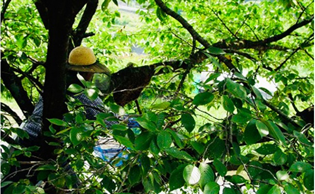 日本みつばちの蜂蜜600g ミツバチ 蜜蜂 希少 幻 パンケーキ 紅茶 スイーツ 花 まろやか 純国産 F21K-043