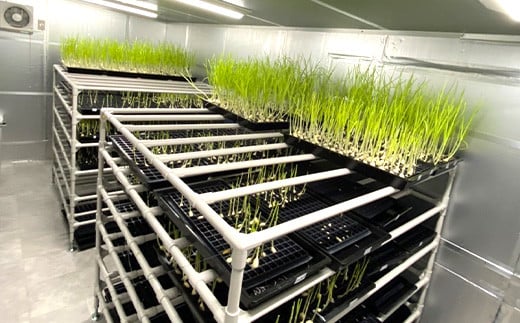 満点にんにく (発芽にんにく)  60～70g(10本)×4袋 F21K-250