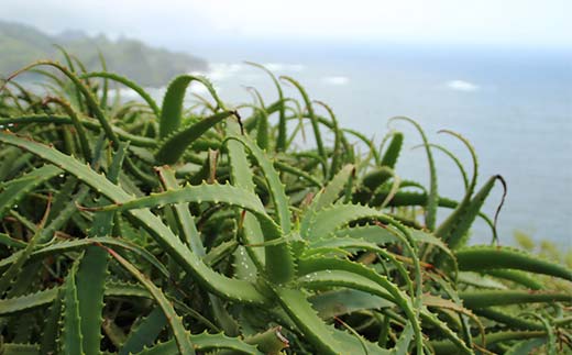 アロエ健康酒 新鮮キダチアロエ搾り液発酵酒 酒 アルコール 健康食品 食品 F21K-434