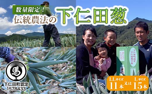 伝統農法の下仁田葱（LL11本またはL15本） とろける 甘い ねぎ ネギ 王様ねぎ 特産 栄養たっぷり ブランド 上州ねぎ すきやき F21K-572