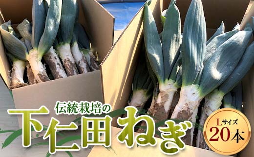 伝統栽培の下仁田ねぎ。寒い冬に最高のすき焼きを♪（L 20本） とろける 甘い ねぎ ネギ 王様ねぎ 殿様ねぎ 特産 栄養たっぷり ブランド 上州ねぎ すきやき F21K-623