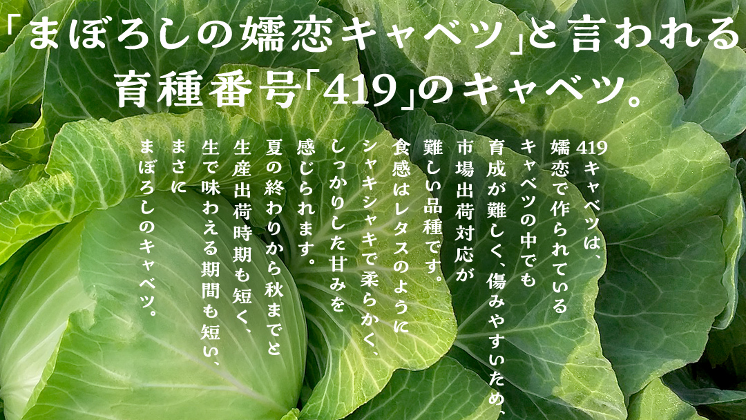 【 2025年 7月中旬 発送開始 】 《 3か月 定期便 》まぼろしの419キャベツ 2玉 3カ月 きゃべつ 嬬恋村産キャベツ 羽生田売店 幻のキャベツ419 産地直送 期間限定 先行予約 人気 朝採り 通販 お取り寄せ 関東 群馬 出荷時期限定 先行受付 [AL015tu]