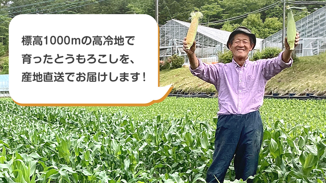 【 数量限定 】 嬬恋産 とうもろこし ドルチェドリーム 約12本～14本 約 7kg トウモロコシ 大粒 野菜 群馬 産地直送 期間限定 お取り寄せ [AT002tu]