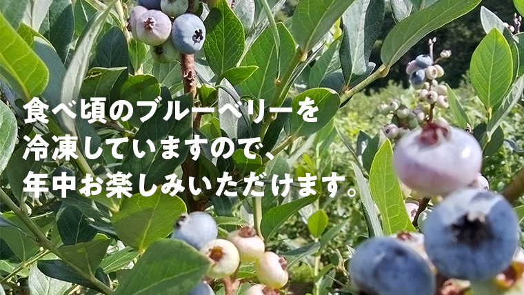 【数量限定】 冷凍ブルーベリー 2kg 国産 群馬県 フルーツ 果物 北軽井沢ブルーベリー園 1kg × 2袋 お取り寄せ 産地直送 ジャム スムージー ヨーグルト [AD003tu]