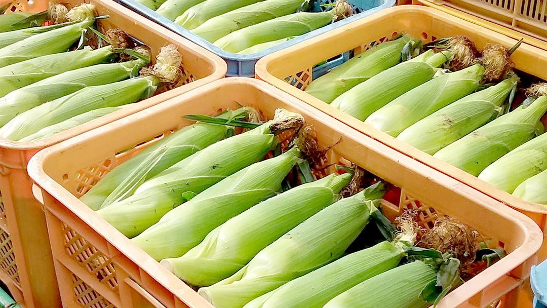 甘～いトウモロコシ 恵味 5kg 約10～12本 先行受付 とうもろこし 産地直送 羽生田売店 期間限定 先行予約 人気 朝採り お取り寄せ 関東 群馬 [AL005tu]