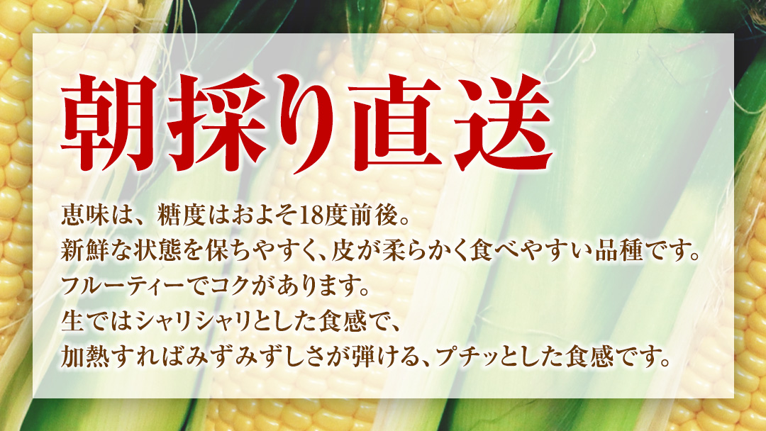 【8月下旬発送開始】 甘～いトウモロコシ 恵味 5kg 約10～12本 とうもろこし 産地直送 羽生田売店 期間限定 先行予約 人気 朝採り お取り寄せ 関東 群馬 先行受付 [AL005tu02]