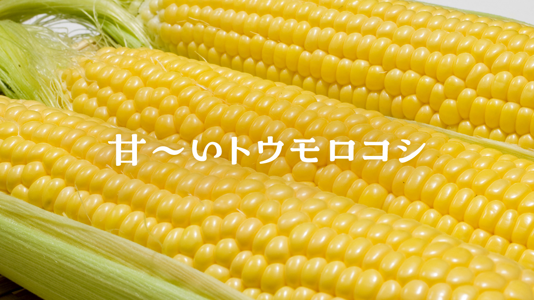 朝採り野菜 嬬恋高原 夏の味覚7種セット 高原野菜セット 産地直送 きゃべつ 嬬恋村産キャベツ 羽生田売店 期間限定 先行予約 人気 朝採り お取り寄せ 関東 群馬 [AL008tu]