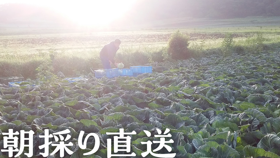 【 2025年 7月中旬 発送開始 】 《 3か月 定期便 》まぼろしの419キャベツ 2玉 3カ月 きゃべつ 嬬恋村産キャベツ 羽生田売店 幻のキャベツ419 産地直送 期間限定 先行予約 人気 朝採り 通販 お取り寄せ 関東 群馬 出荷時期限定 先行受付 [AL015tu]