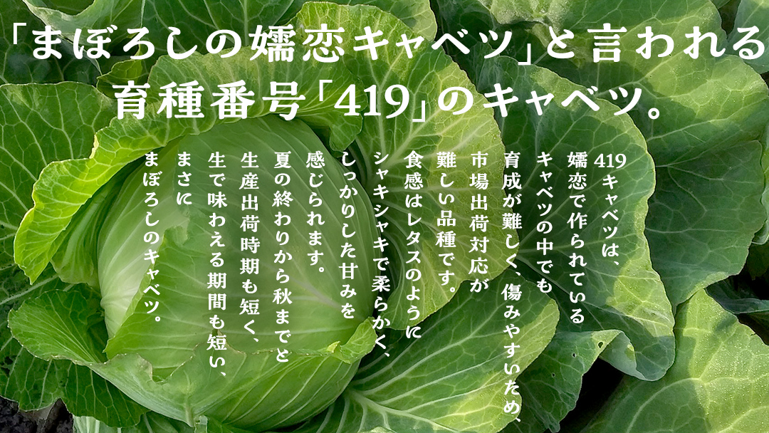 【 2025年 7月 発送開始 】 《3か月定期便》旬の野菜3種 419キャベツ 恵味トウモロコシ じゃがいも きゃべつ 嬬恋村産キャベツ 羽生田売店 幻のキャベツ419 産地直送 期間限定 先行予約 人気 朝採り 通販 お取り寄せ 関東 群馬 出荷時期限定 先行受付 [AL018tu]