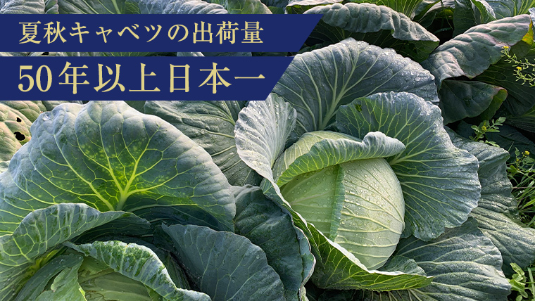 【7月中旬以降発送開始】 【 定期便 】 嬬恋キャベツ 嬬恋産 高原キャベツ3玉1ケース 3ヶ月連続 定期便  3回 定期 旬の野菜 きゃべつ 産地直送 群馬 お取り寄せ 野菜 セット Lサイズ ZIP! 先行予約 2026年発送 [AS011tu]