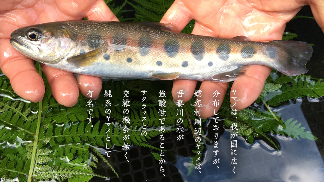 ヤマメ スモーク 2尾 セット 魚 魚介 山女魚 燻製 おつまみ 酒の肴 おかず 惣菜 10000円 [AW001tu]