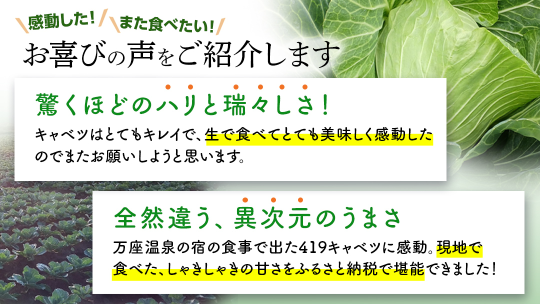 まぼろしの419キャベツ 4玉 きゃべつ 嬬恋村産キャベツ 羽生田