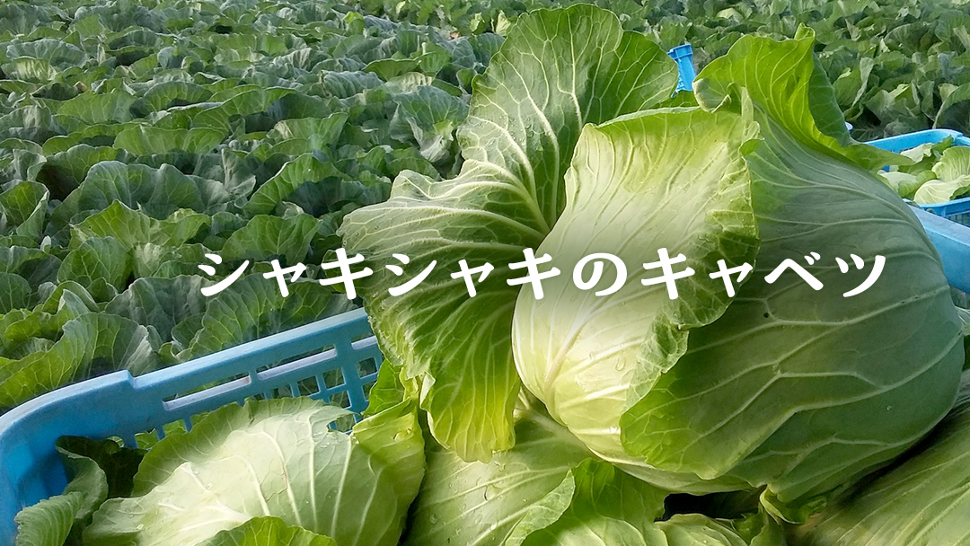朝採り野菜 嬬恋高原 夏の味覚5種セット 高原野菜セット 産地直送 きゃべつ 嬬恋村産キャベツ 羽生田売店 期間限定 先行予約 人気 朝採り お取り寄せ 関東 群馬 [AL007tu]