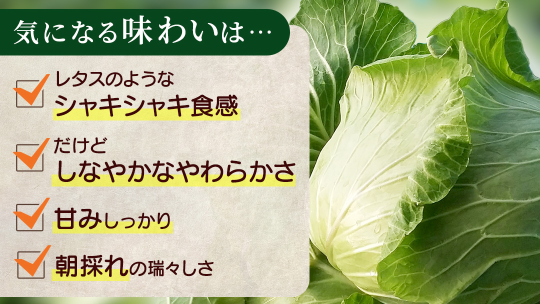 ＜7月中旬発送開始＞【 特選 】 まぼろしの419キャベツ 2玉 きゃべつ 嬬恋村産キャベツ 羽生田売店 幻のキャベツ419 産地直送 期間限定 先行予約 人気 朝採り 通販 お取り寄せ 関東 群馬 出荷時期限定 先行受付 [AL020tu]