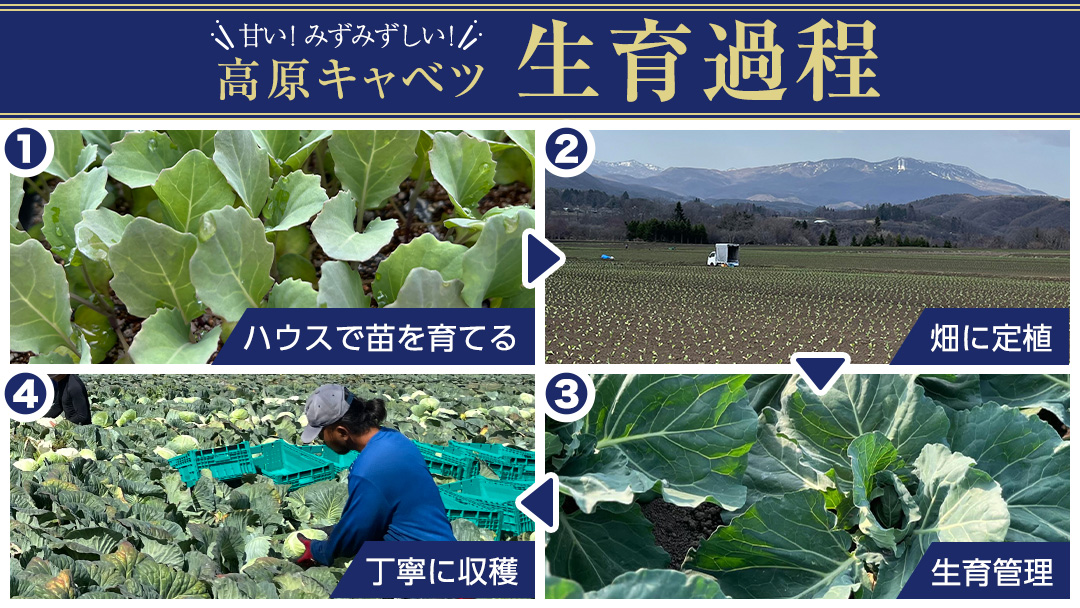 嬬恋キャベツ 定期便 嬬恋産 高原 キャベツ 4玉 1ケース 隔月2回 嬬恋キャベツ きゃべつ 産地直送 群馬 お取り寄せ 野菜 セット Lサイズ ZIP! [AS006tu]