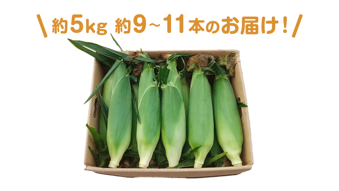 【 数量限定 】 嬬恋産 とうもろこし ドルチェドリーム 約9本～11本 約 5kg トウモロコシ 大粒 野菜 群馬 産地直送 期間限定 お取り寄せ [AT001tu]