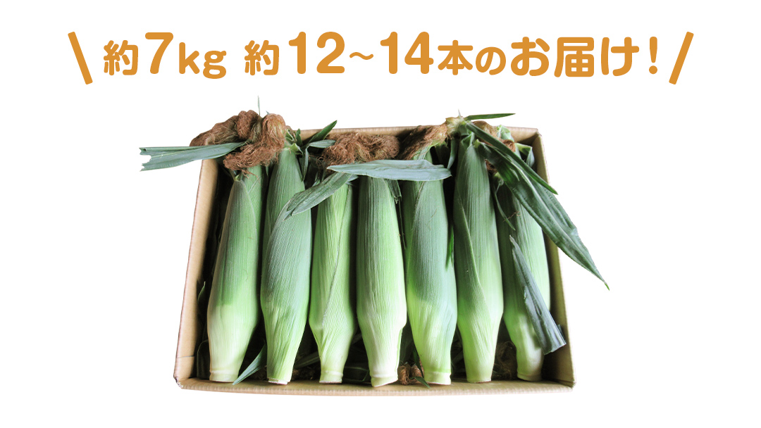 【 数量限定 】 嬬恋産 とうもろこし ドルチェドリーム 約12本～14本 約 7kg トウモロコシ 大粒 野菜 群馬 産地直送 期間限定 お取り寄せ [AT002tu]