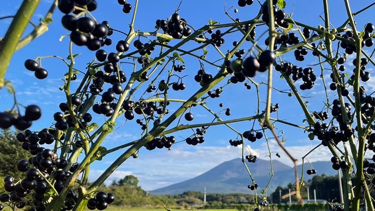 【群馬県優良県産品】浅間高原ハックルベリージャム ハックルベリー ジャム あやめ亭 群馬 贈答 贈り物 ギフト お中元 お歳暮 [AE001tu]