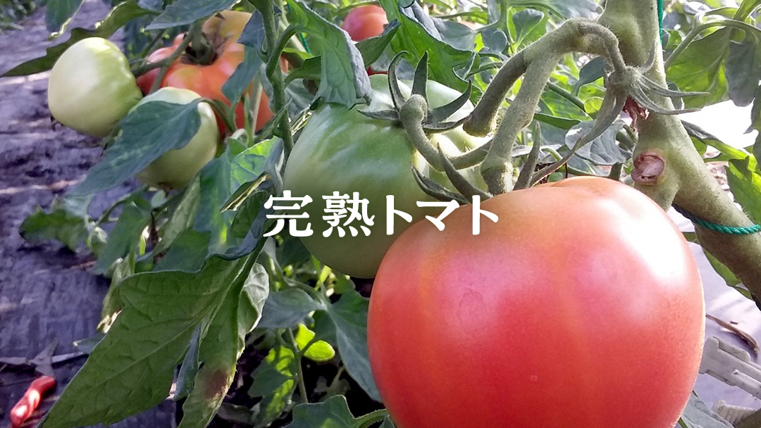 朝採り野菜 嬬恋高原 夏の味覚5種セット 高原野菜セット 産地直送 きゃべつ 嬬恋村産キャベツ 羽生田売店 期間限定 先行予約 人気 朝採り お取り寄せ 関東 群馬 [AL007tu]