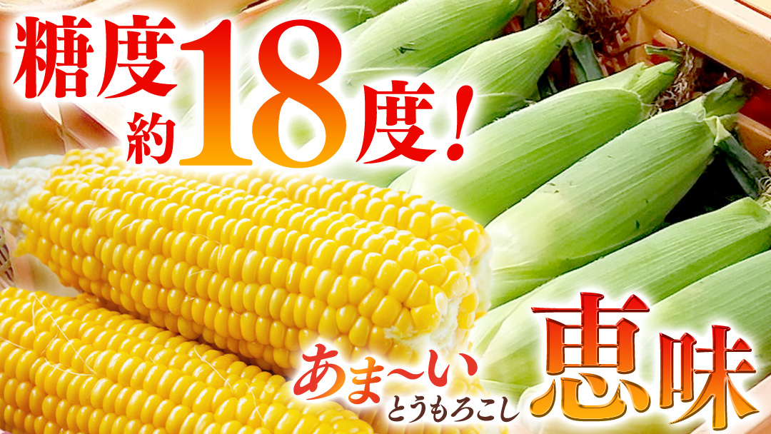 ＜ 8月上旬 発送開始 ＞ 朝採り野菜 人気2種セット まぼろしの419キャベツ 2玉 と 甘～いトウモロコシ 恵味 20本 とうもろこし きゃべつ キャベツ トウモロコシ 嬬恋村産キャベツ 幻のキャベツ419 産地直送 羽生田売店 期間限定 人気 朝採り お取り寄せ 関東 群馬 先行予約 通販 出荷時期限定 [AL022tu]