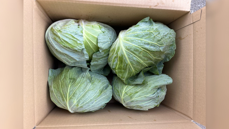嬬恋キャベツ 定期便 嬬恋産 高原 キャベツ 4玉 1ケース 隔月2回 嬬恋キャベツ きゃべつ 産地直送 群馬 お取り寄せ 野菜 セット Lサイズ ZIP! [AS006tu]