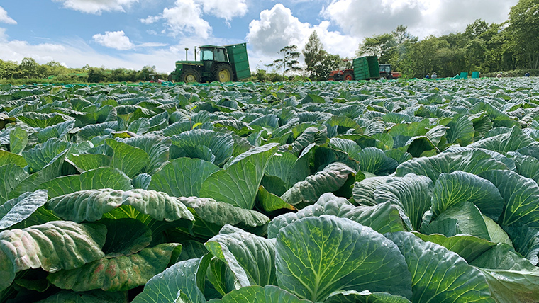 【7月中旬以降発送開始】 【 定期便 】 嬬恋キャベツ 嬬恋産 高原キャベツ3玉1ケース 3ヶ月連続 定期便  3回 定期 旬の野菜 きゃべつ 産地直送 群馬 お取り寄せ 野菜 セット Lサイズ ZIP! 先行予約 2026年発送 [AS011tu]