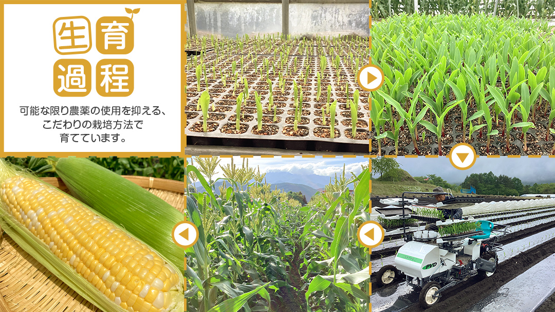 【 数量限定 】 嬬恋産 とうもろこし ドルチェドリーム 約9本～11本 約 5kg トウモロコシ 大粒 野菜 群馬 産地直送 期間限定 お取り寄せ [AT001tu]