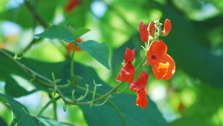 嬬恋村 浅間高原特産【 大粒 】花豆 甘露煮 5袋 花まめ 花豆 群馬 国産 黒豆 煮豆 おせち 和菓子 スイーツ お菓子 お取り寄せ 数量限定 [AI004tu]