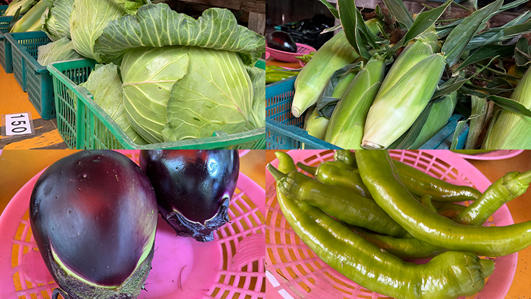 【9/10入金確認分まで】  嬬恋キャベツ と旬の 高原 野菜 セット 1～2人 様向け 旬の野菜 先行予約 キャベツ 群馬 419 嬬恋キャベツ 産地直送 少量 詰め合わせ アソート [AK001tu]