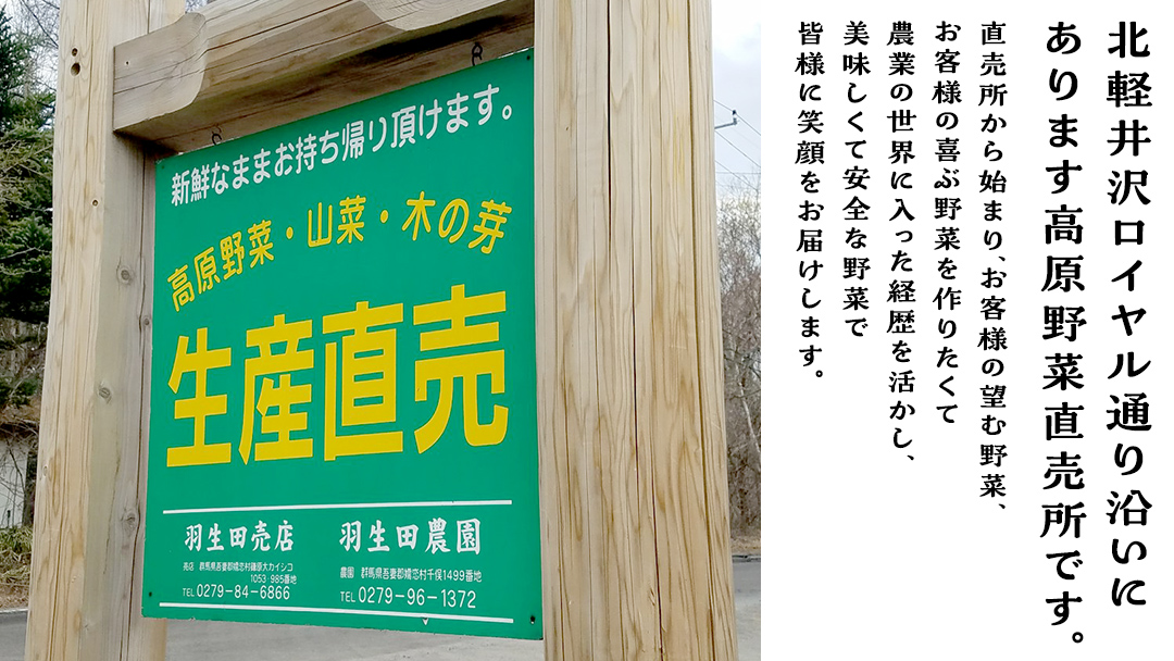 朝採り野菜 嬬恋高原 夏の味覚5種セット 高原野菜セット 産地直送 きゃべつ 嬬恋村産キャベツ 羽生田売店 期間限定 先行予約 人気 朝採り お取り寄せ 関東 群馬 [AL007tu]