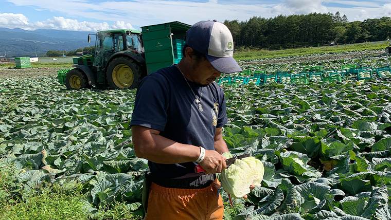 嬬恋キャベツ 嬬恋産 高原キャベツ3玉1ケース 旬の野菜 きゃべつ 産地直送 群馬 お取り寄せ 野菜 セット Lサイズ [AS010tu]