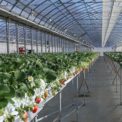 森林の力で育った朝摘みいちご1箱　【12～16粒入り】【配送不可地域：離島・北海道・沖縄県・中国・四国・九州】