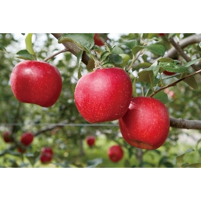 プレミアムシードル (750ml)【配送不可地域：離島】