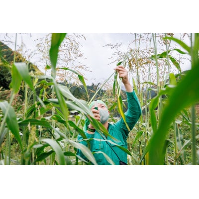 利根沼田の座敷箒(生品箒) 半柄袋箒