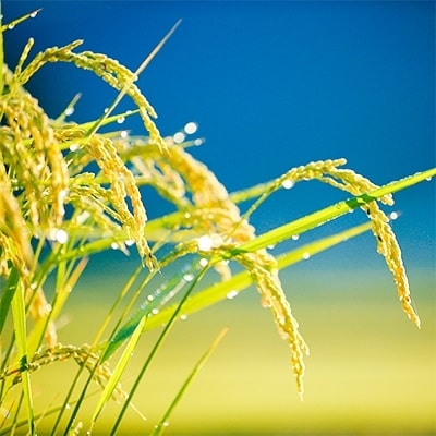 先行受付!【令和6年度産】　雪ほたか30kg　【川場村産こしひかり】