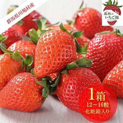 森林の力で育った朝摘みいちご1箱　【12～16粒入り】【配送不可地域：離島・北海道・沖縄県・中国・四国・九州】