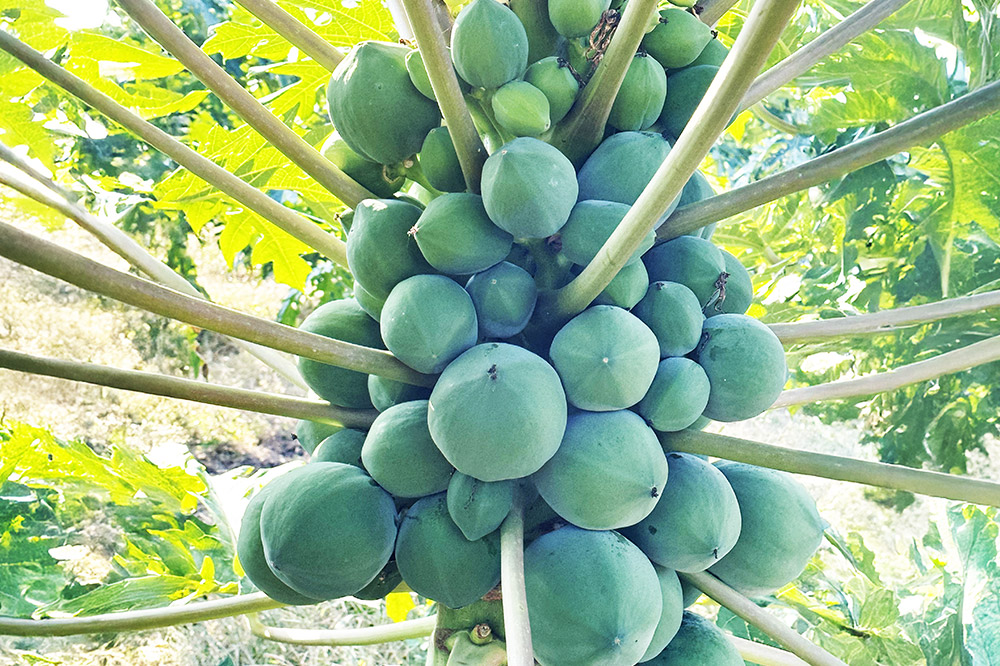 【発送期間限定】青パパイヤ 5kgセット（1kg×5玉）群馬県産 国産 フルーツ 果物 南国 トロピカル