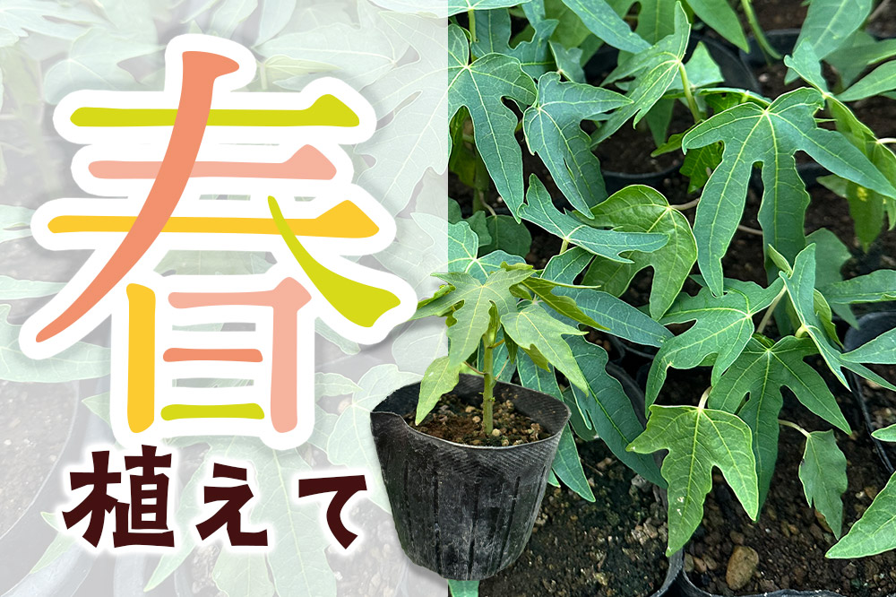 果物 苗 青パパイヤ 苗木 10本 群馬県板倉町 3寸ポット