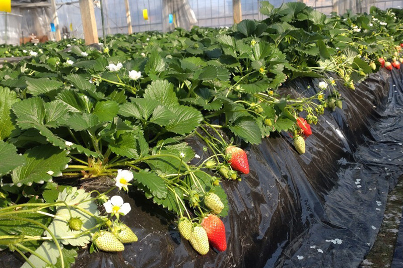 いちご（やよいひめ）大粒 4パック 採りたて苺！産地直送 イチゴ ストロベリー 生