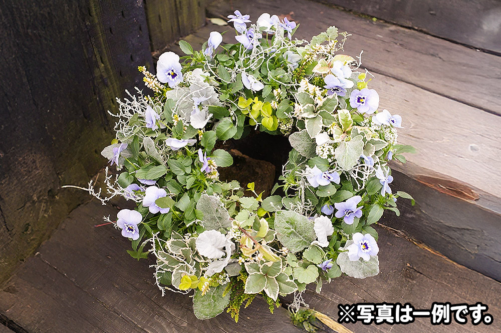 ハンギングリース　季節のアレンジ (寒色系) 直径約40cm【生花 ビオラ インテリア 玄関 バスケット 寄せ植え プレゼント 贈り物】