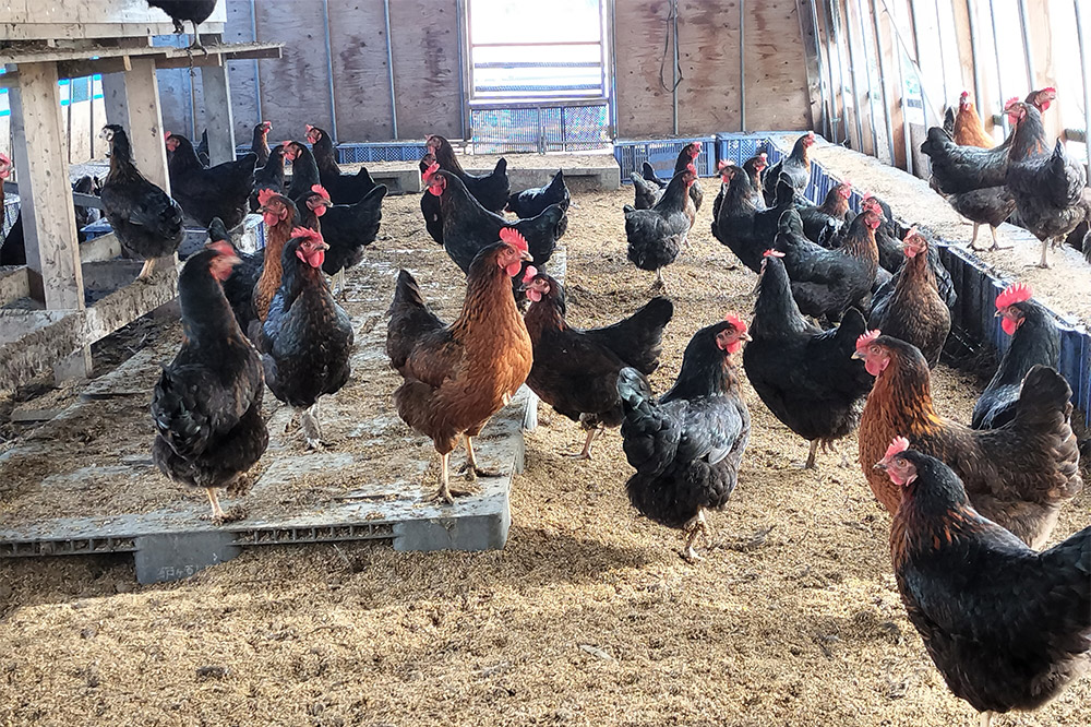 ネラの極み 卵 たまご 40個（10個×4パック）