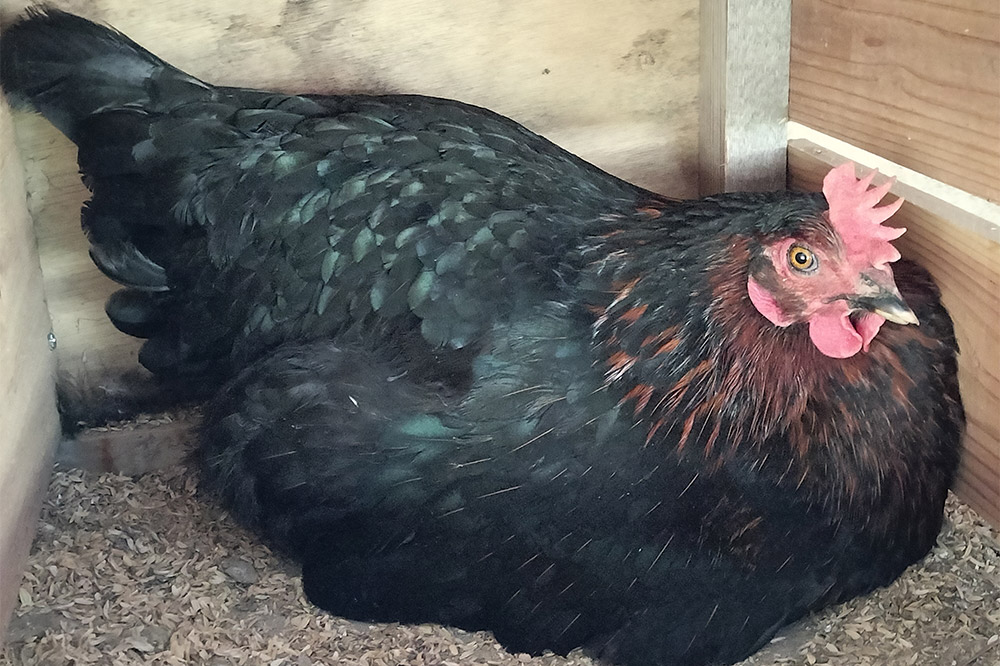 ネラの極み 卵 たまご 40個（10個×4パック）