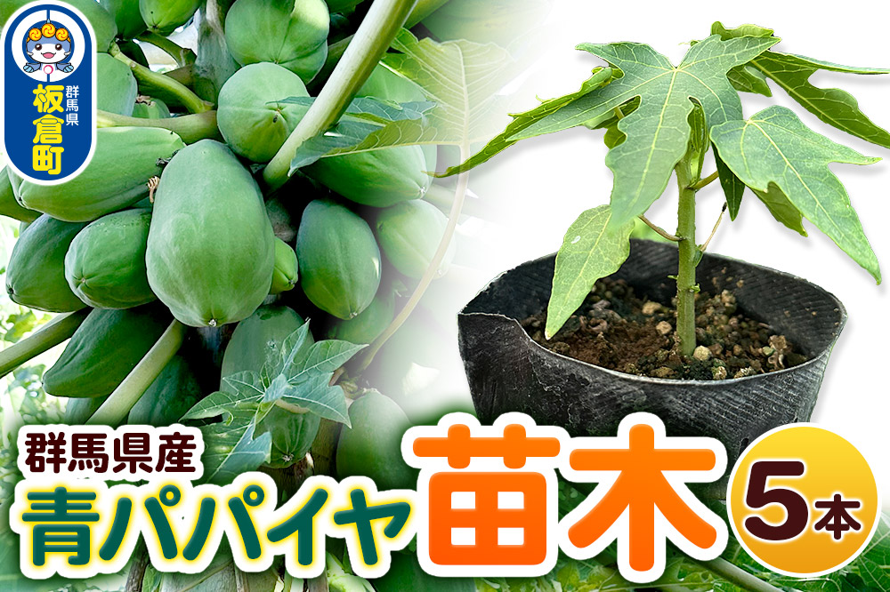 果物 苗 青パパイヤ 苗木 5本 群馬県板倉町 3寸ポット